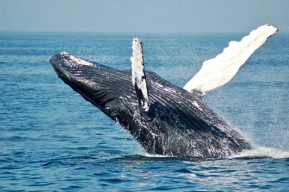 Underwater marine life