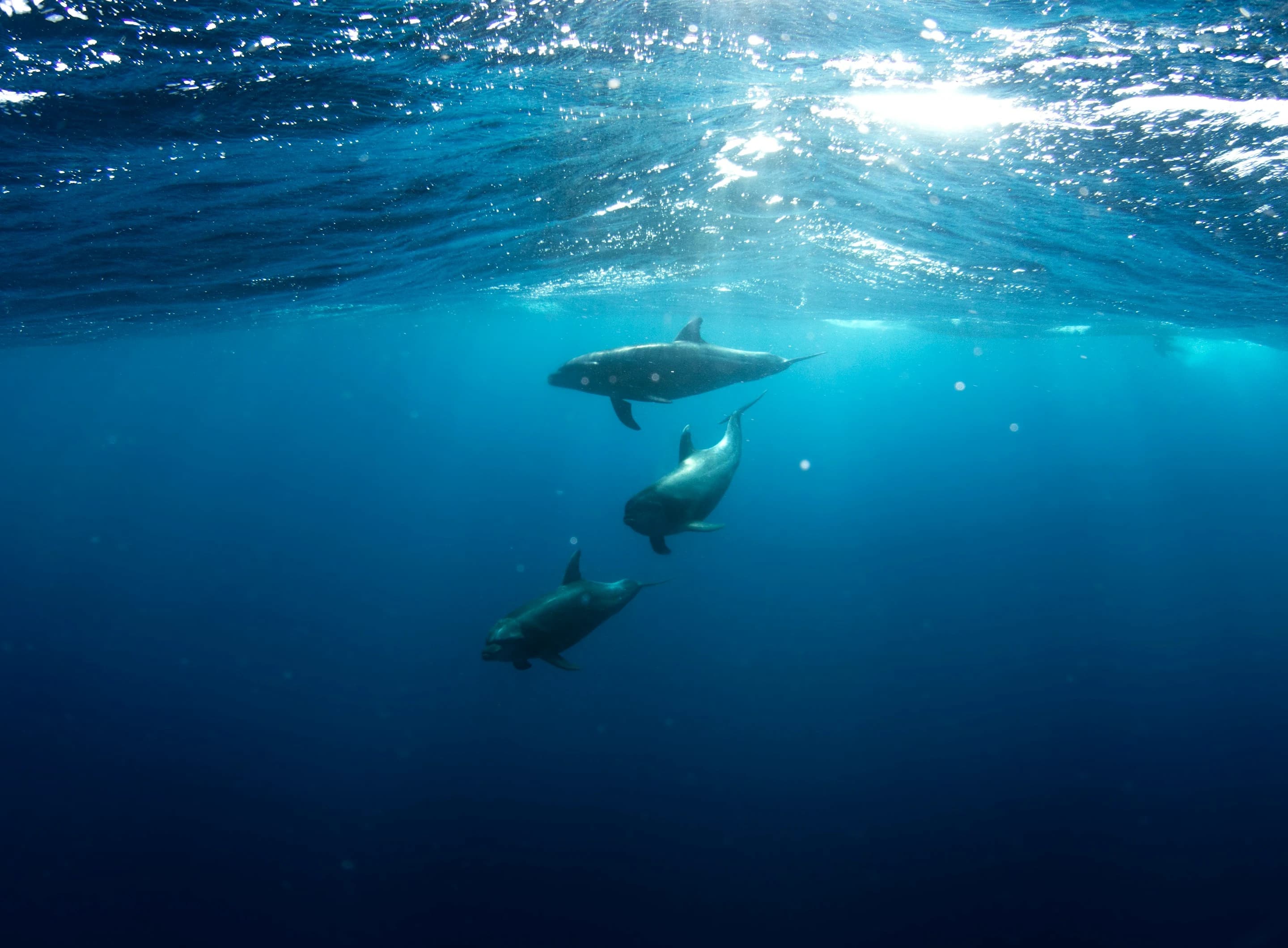 Dolphins swimming underwater with sunlight