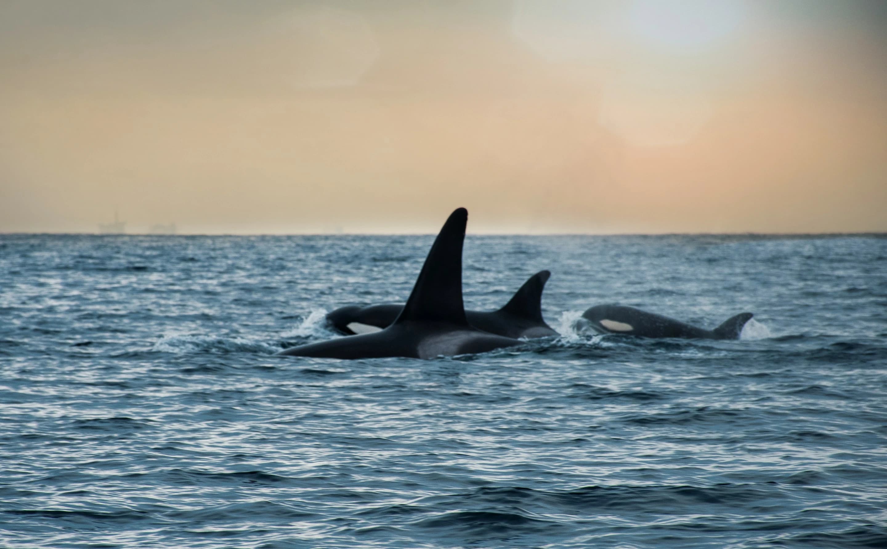 Whales